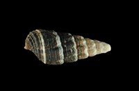 藏品(燒酒海蜷)的圖片